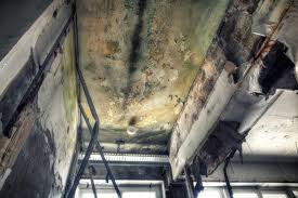 Best Mold Damage Restoration in USA